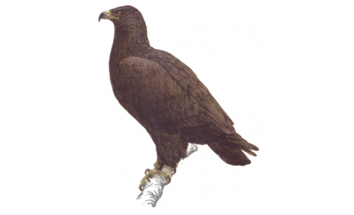 Подорлик большой (Aquila clanga)