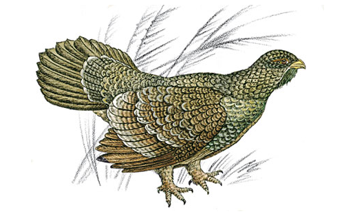 Глухарь (Tetrao urogallus)