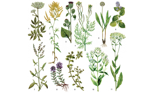 Ашарға яраҡлы үҫемлектәр: 1 — шыма ҡурай (Angelica sylvestris); 2 — ҡымыҙлыҡ (Polygonum alpinum); 3 — кейеҙле дегәнәк (Arctium tomentosum); 4 — Софья нигеҙуты (Descurainia sophia); 5 — урман һуғаны (Allium victorialis); 6 — һыу бөтнөгө (Mentha aquatica);