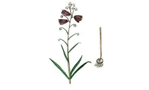 Рус сыбар сәскәһе(Fritillaria ruthenica)