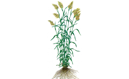 Судан үләне (Sorghum sudanense)