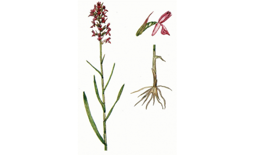 Пальчатокоренник Руссова (Dactylorhiza russovii)