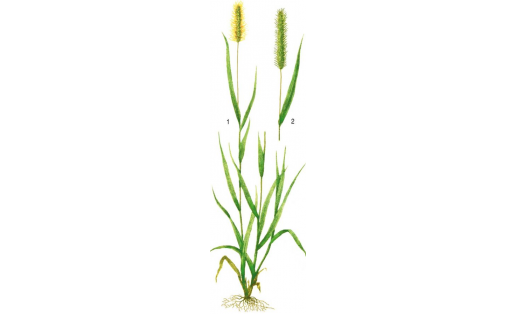 Щетинники: 1 — щетинник сизый  (Setaria glauca);  2 — щетинник зелёный  (Setaria viridis)