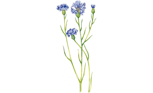 Василёк синий (Centaurea cyanus)