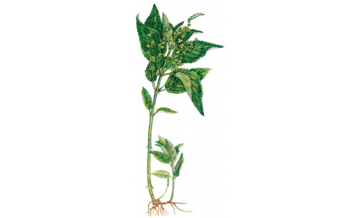 Меңйәшәр зәңгәр умырзая (Mercurialis perennis)