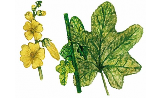 Йыйырсыҡлы шток‑роза (Alcea rugosa)