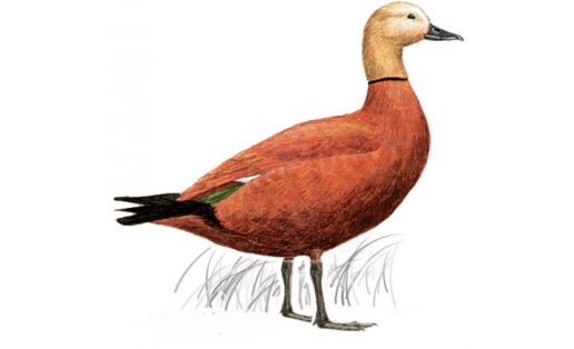 Ҡыҙыл өйрәк (Tadorna ferruginea)