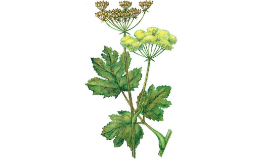Сосновский балтырғаны (Heracleum sosnowskyi)