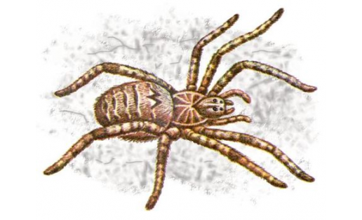 Тарантул южнорусский (Lycosa singoriensis)