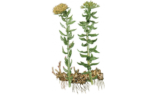 Ирәмәл алтын тамыры (Rhodiola iremelica)