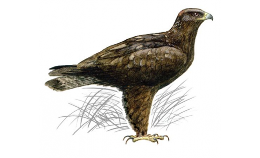Ялан бөркөтө (Aquila rapax)