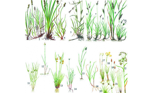 Осоковые: 1 – осока соседняя (Carex contigua); 2 – осока ранняя (Carex praecox); 3 – осока лисья (Carex vulpina); 4 – осока заячья (Carex leporina); 5 – осока коротковолосистая (Carex hirta); 6 – осока бледноватая (Carex pallescens); 7 – осока гвоздичная (Carex caryophyllea); 8 – осока просяная (Carex panicea); 9 – осока пузырчатая (Carex vesicaria); 10 – осока чёрная (Carex nigra); 11 – осока богемская (Carex bohemica); 12 – осока малоцветковая (Carex pauciflora); 13 – осока поздняя (Carex serotina); 14 – осока средняя (Carex media); 15 – осока тёмная (Carex aterrima); 16 – осока тонкоцветковая (Carex tenuiflora); 17 – пушица влагалищная (Eriophorum vaginatum); 18 – пушица узколистная (Eriophorum angustifolium); 19 – поточник сжатый (Blysmus compressus); 20 – сыть бурая (Cyperus fuscus); 21 – болотница обыкновенная (Eleocharis vulgaris); 22 – камыш лесной (Scirpus sylvaticus)