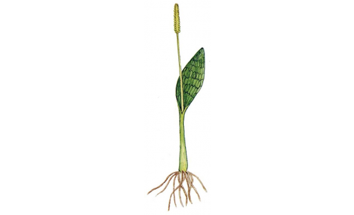 Ужовник обыкновенный (Ophioglossum vulgatum)