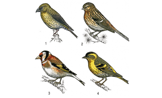 Вьюрковые: 1 – клёст-еловик (Loxia curvirostra); 2 – чечётка горная (Acanthis flavirostris); 3 – щегол черноголовый (Carduelis carduelis); 4 – чиж (Spinus spinus)