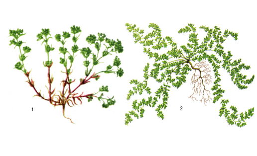 Хрящецветниковые:  1 — дивала однолетняя (Scleranthus annuus); 2 — грыжник гладкий (Herniaria glabra)