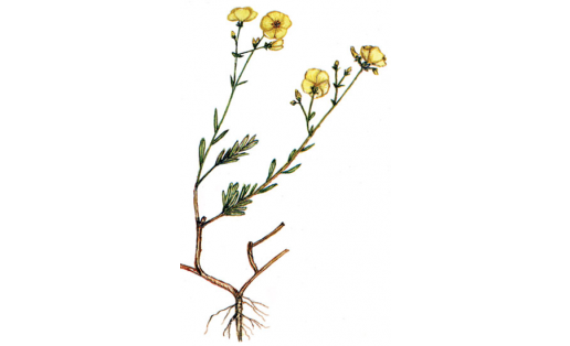 Лён уральский (Linum uralense)