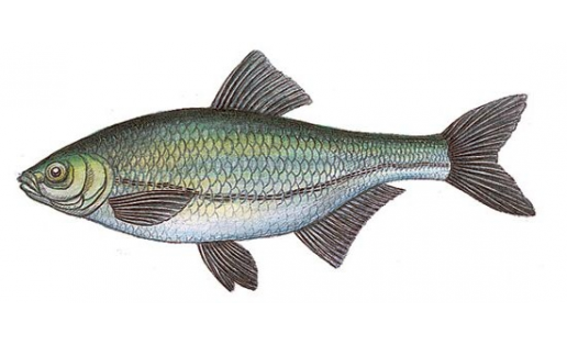 Быстрянка русская (Alburnoides bipunctatus)