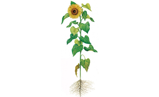Май биреүсе көнбағыш (Helianthus annuus)