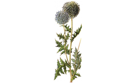 Мордовник шароголовый (Echinops sphaerocephalus)