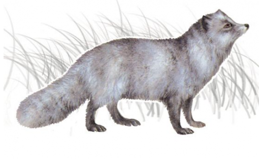 Аҡ төлкө (Alopex lagopus)