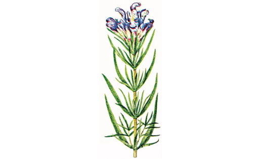 Змееголовник Руйша (Dracocephalumruyschiana)