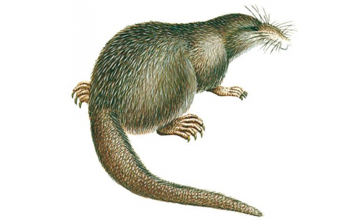 Йофар (Desmana moschata)