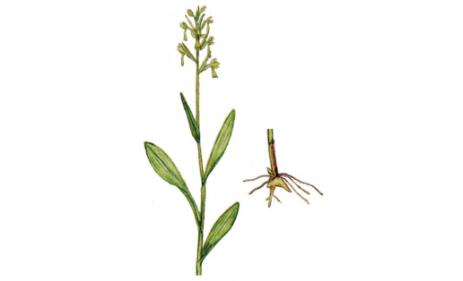 Йәшел ҡыуыш тажъяпраҡ (Coeloglossum viride)
