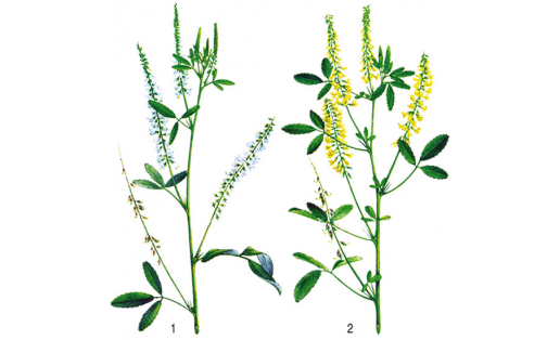 Донник: 1 — белый (Melilotus albus); 2 — лекарственный (Melilotus offiсinalis)