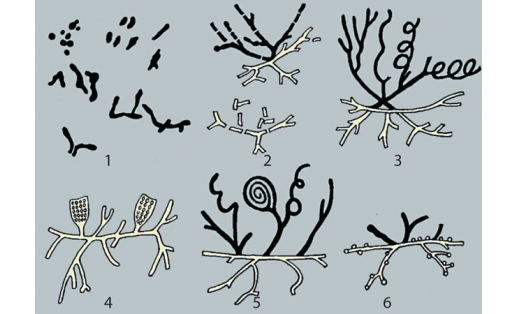 Актиномицеттар: 1 — Arthrobacter; 2 — Nocardia; 3 — Streptomyces; 4 — Spirilospora; 5 — Streptosporangium; 6 — Micromonospora
