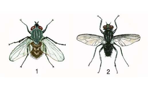 Мухи: 1 — жигалка осенняя (Stomoxys calcitrans); 2 — муха домовая (Musca domestica)