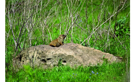 Зоологический заказник “Бижбулякский”; The Bizhbulyaksky zoological wildlife reserve