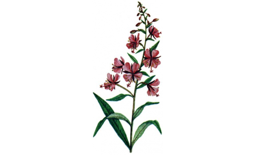 Тар япраҡлы боланут (Chamerion agustifolium)