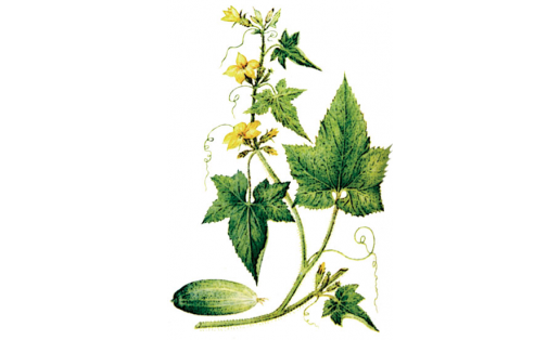 Сәсеү ҡыяры (Cucumis sativus)