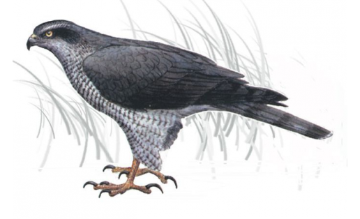 Ҡор ҡарсығаһы (Accipiter gentilis)