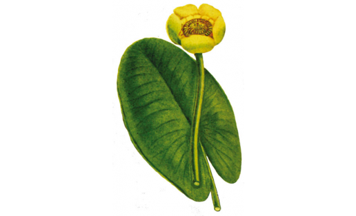 Кубышка жёлтая (Nuphar lutea)