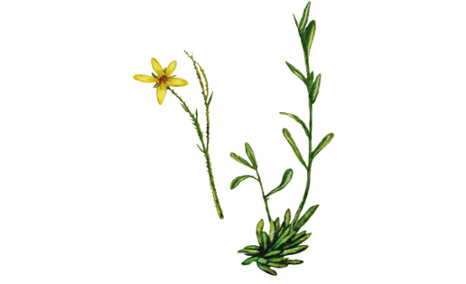 Илл.: Һаҙлыҡ таштишәре (Saxifraga hirculus)