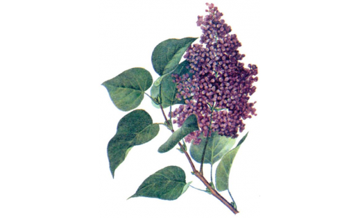 Сирень обыкновенная (Syringa vulgaris)
