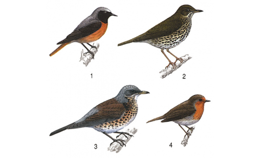 Дроздовые: 1 — горихвостка обыкновенная (Phoenicurus phoenicurus); 2 — дрозд певчий (Turdus philomelos); 3 — дрозд‑рябинник (Turdus pilaris); 4 — зарянка (Erithacus rubecula)
