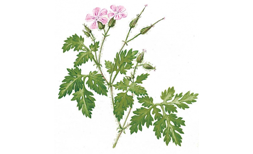 Роберт яраны (Geranium robertianum)