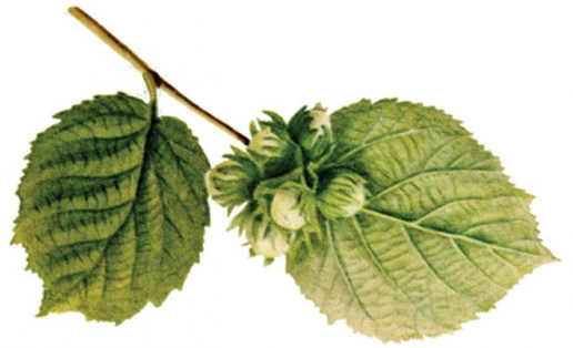 Лещина обыкновенная (Corylus avellana)