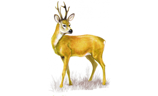 Косуля (Capreolus capreolus)