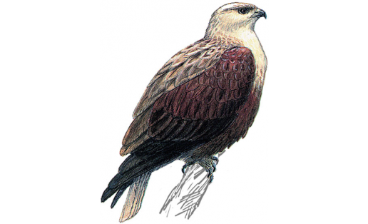 Ялан һары (Buteo rufinus)
