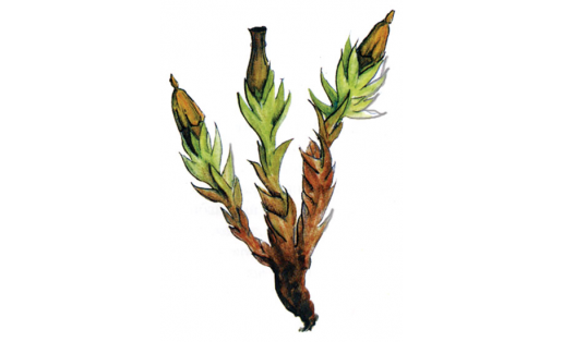 Аҡһыл ортотрихум (Orthotrichum pallens)