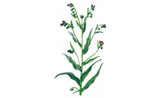 Чернокорень лекарственный  (Cynoglossum officinale)