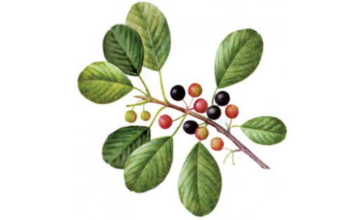 Крушина ломкая (Frangula alnus)