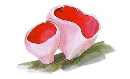 Ҡыҙыл саркосцифа (Sarcoscypha coccinea)