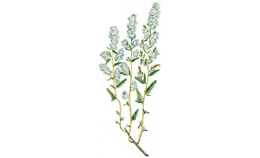 Бүрекле терескен (Krascheninnikovia caratoides)