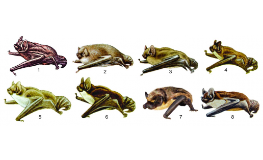 Рукокрылые: 1 — вечерница малая (Nyctalus leisleri); 2 — нетопырь-карлик (Pipistrellus pipistrellus); 3 — нетопырь Натузиуса (Pipistrellus nathusii); 4 — ночница водяная (Myotis daubentonii); 5 — ночница Наттерера (Myotis nattereri); 6 — ночница прудовая (Myotis dasycneme); 7 — кожан двухцветный (Vespertilio murinus); 8 — кожан поздний (Eptesicus serotinus) Chiroptera: 1 – lesser noctule (Nyctalus leisleri); 2 – common pipistrelle (Pipistrellus pipistrellus); 3 – Nathusius’ pipistrelle (Pipistrellus nathusii); 4 – Daubenton’s bat (Myotis daubentonii); 5 – Natterer‘s bat (Myotis nattereri); 6 – pond bat (Myotis dasycneme); 7 – parti-colored bat (Vespertilio murinus); 8 – serotint bat (Eptesicus serotinus)