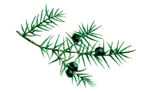 Можжевельник обыкновенный (Juniperus communis)