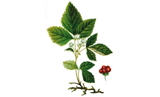 Костяника каменистая (Rubus saxatilis)